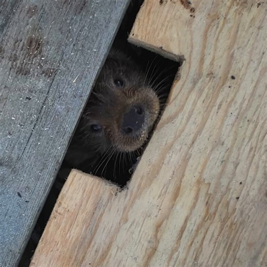 1.8M views · 34K reactions | For director Charlie Hamilton James, filming #BillyAndMolly: An Otter Love Story was a heartfelt journey. Watch the full documentary special for free on Nat Geo's YouTube channel in the U.S. Now streaming on Disney+ and Hulu in the U.S. | National Geographic TV | Facebook