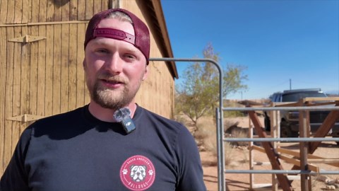 American Bulldog Yard Tour: The Ultimate Bulldog Experience