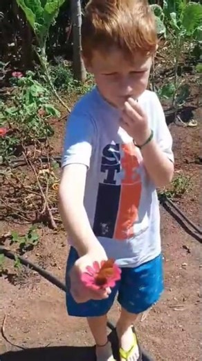 🦋🦋🌼 #roça #interior #jardim #flores #borboletas #confiança #inocencia #diversão #shorts