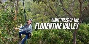 Giant Trees of the Florentine Valley Tasmania — The Tree Projects