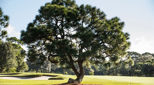 Bent Pine Golf Club Review (Vero Beach, Florida)