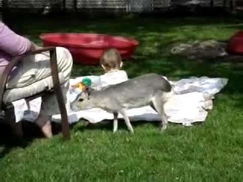 Patagonian Cavy Care 101