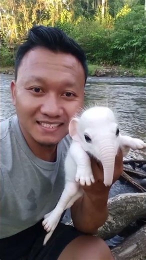 Hewan Muka Gajah Badan Kuda Ini Bikin Geger! 😱#hewanunik#hewananeh#gajah#kuda