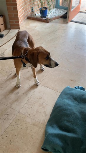 Fearful Dog Breakthrough I was working with an extremely fearful dog...