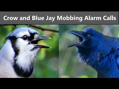 Amazing Crow and Blue Jay Predator Mobbing Alarm Calls