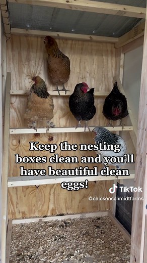 Chicken Tips for Beginners