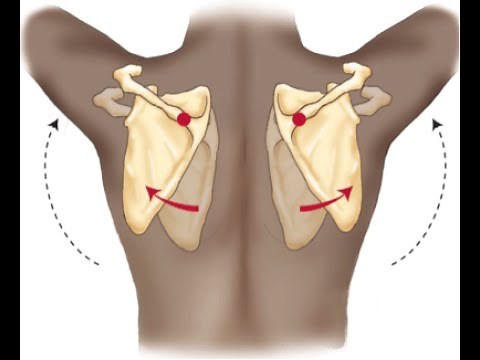 Proper scapular movement during humeral flexion and abduction