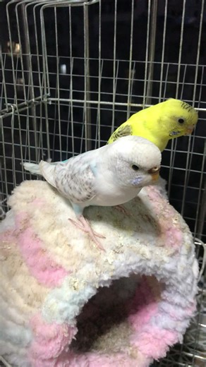 The Joy of Backyard Birdwatching: Tips for Bird Nerds