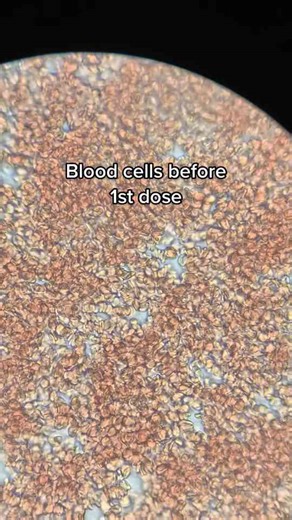 Under the Microscope: The Intricate Details of Plant and Animal Cells