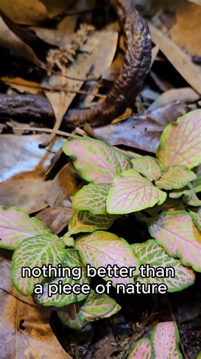 Bring Nature Indoors 🌿✨ | Bioactive Terrarium Luxury Pet | Crested Gecko Aesthetic