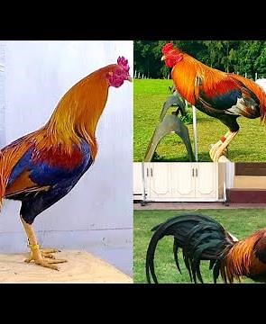 6 Gamefowl Bloodlines and their Characteristics (For Educational Purpoae Only) Happy Breeding!!.