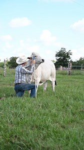 Functionally, Moderate, Gentle. That's the BRC cattle. | BRC Ranch