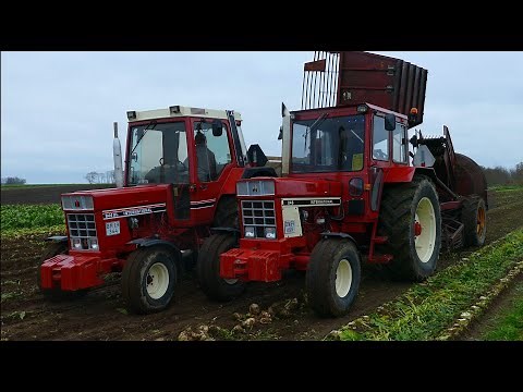 INTERNATIONAL 946 & 844XL In The Field - Sugar Beet Harvest 2024 - 4K