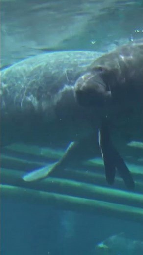 Getting to Know Manatees: Fresh Water Matters