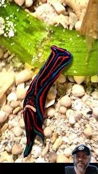 Why this sea slug is anything but harmless: it's a predator of planarians #ocean #curiosities