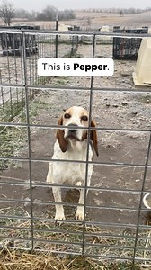 Pepper is a survivor of animal testing. 🐶❤️‍🩹 He lived at the testing facility in Oklahoma (that was later transformed into Freedom Fields) for a DECADE before we rescued him. All he had ever known was hurtful, invasive, and unnecessary testing. He lived outside in the freezing cold weather, surrounded by an electric fence and had no drinkable water because it was frozen over. When he was brought inside, he was kept in a small cage to be experimented on. 💔 Last May, he was adopted into his fo