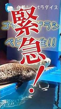 ❤️❤️❤️今しか見れないゴマフアザラシの赤ちゃん❤️❤️❤️ #水族館 #aquarium #seal #seal #spottedseal#海獣 #アザラシ赤ちゃん