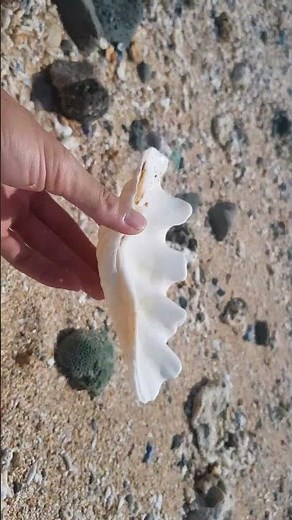 Pick Up Shells With Robin -Ez13