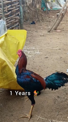 Murgaa Aseel 🐥🐓 #murga #aseel #videos #shorts #viral @MurgaaShokeen