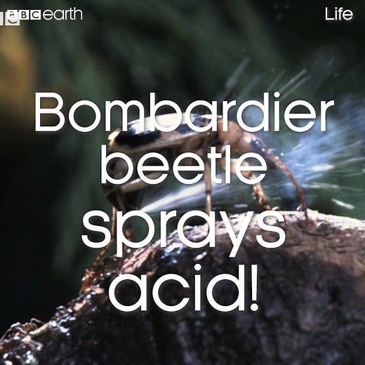 12M views · 10K reactions | You wouldn't want to get behind this beetle! | BBC Earth | Facebook