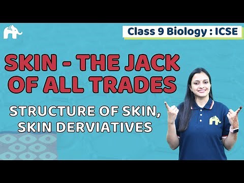 Skin - The Jack of All Trades Class 9 ICSE Biology | Selina Chapter 14 | Skin Structure, Derivatives