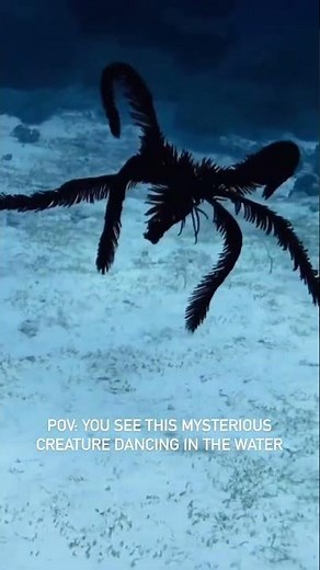 The Mystery of Crinoids 😍