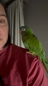🎤💙 Stewie, my Blue Crown Conure with the dirtiest mouth and the freshest beats. He raps, he beatboxes, he sings, he swears, and yes—he told me I suck more than once. Certified good boy with a bad boy reputation. 🚨 Parental advisory: bird’s got bars and a sailor’s vocabulary. #birdbitch #birdsandbeaksnation #parrotsofinstagram #funnybirds #talkingparrot #beatboxingbird #parrotsoftiktok #birdtok #birdlover #parrotlife #exoticbirds #birdvideos #fyp #viralbird | Birds and Beaks Rescue and Rehab