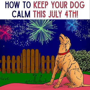 135K views · 628 reactions | Does your dog hate fireworks?  More pets run away on the 4th of July than any other day!  There's a better way. See how to keep your dog calm: https://blog.vitalityextracts.com/2019/06/18/how-to-keep-your-dog-safe-calm-during-4th-of-july-fireworks/ | Vitality Extracts Essential Oils | Facebook