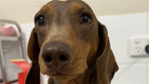 Alice the dachshund saved after becoming stuck down rabbit hole for six hours