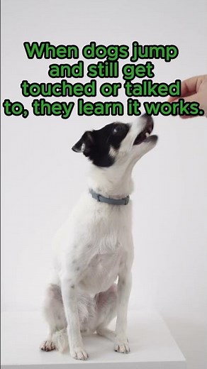 How to Stop Your Dog From Jumping on People