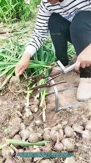 마늘 쪼개기의 기술: 수제 도구로 완성되는 작업#마늘쪼개기 #수제도구 #농업기술