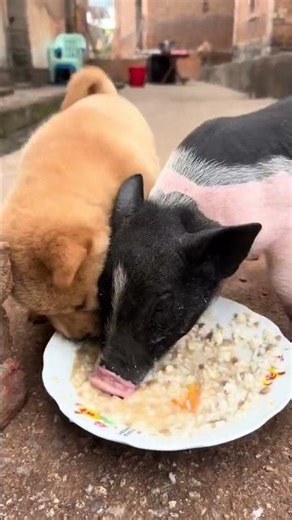 Cho hay lợn win ? #funny #dog #pig