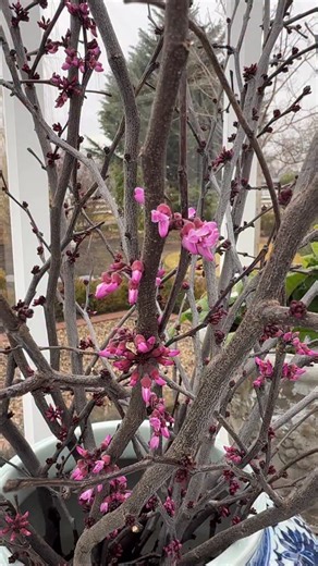From my daily rounds. 🥰 Forced redbud branches, Streptocarpus in perpetual bloom, poppies already coming up, spring crops in cold frame, viola blooms all winter long, snowdrops!, koi are doing great (so is Douglas 😆) and our winter containers with painted hydrangeas still look beautiful! | Garden Answer
