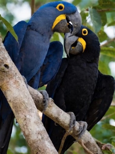 Black Macaw This macaw displays melanism, a very rare genetic condition that causes the feathers to become entirely dark. Instead of the species’ typical blue coloration, its plumage appears black, while its behavior and physical structure remain normal. #RareAnimals #Melanism #WildlifeRare #RareBird #ExoticBirds #BlackMacaw