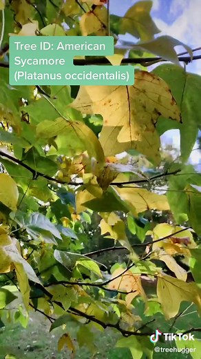 Treehugger on TikTok