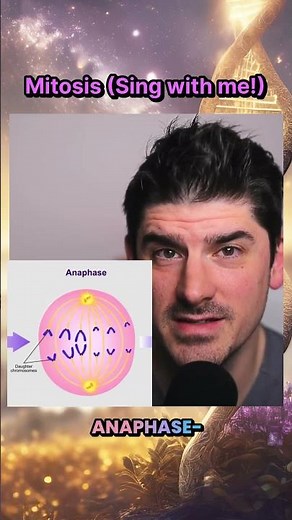 What are the Phases of Mitosis - How to memorize PMAT for the Biology section of the MCAT