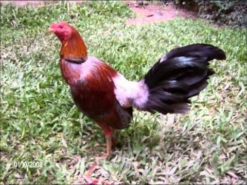 gallos finos de combate