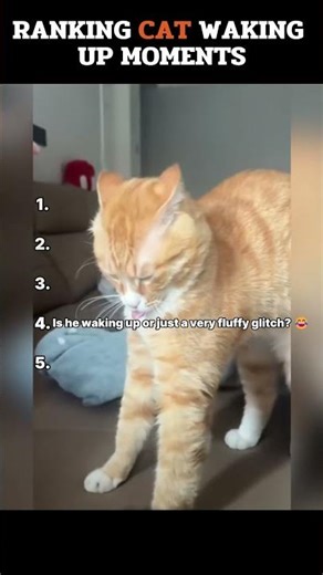 Ranking cats who literally forgot how to reboot 🥱💀 #shorts #funnycats #viral #shortsviral
