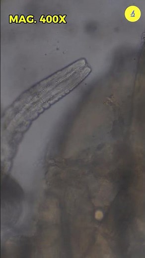 Chicken Under Microscope| TULO - Microscope #shorts #chicken #microscope