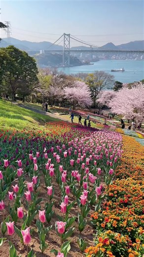 桜は飽きられる前に散るらしいけど、いくらなんでも早すぎません？#桜 #sakura #日本の風景
