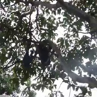 How did spider monkeys get their name?They are called spider monkeys because they can look like large spiders when moving through the forest canopy. #NaturePBS