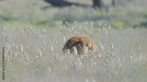 a red kangaroo stops grazing and looks up at the camera while feeding in a meadow of outback queensland, australia