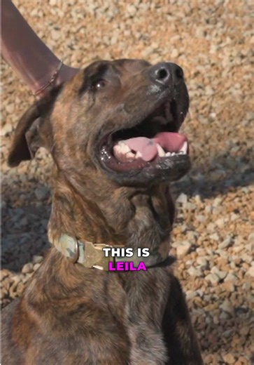 Adopt Layla: Your Perfect Playful Companion