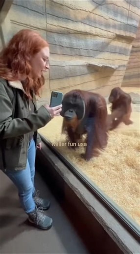Orangutans Play & Perform! 😲 Amazing Human-Animal Connection in Zoo HD #funny #zoo #comedywildlife