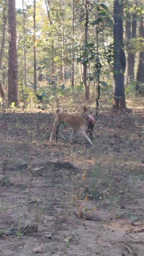 Dog Attacks Deer 😱 | Wild Chase Caught on Camera #Shorts