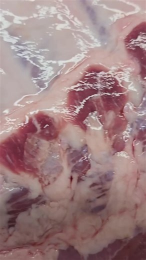 Our ribs are always seasoned and smoked in house. Then grilled to perfection and ready to fall off the bone. Your choice of sauce, also available dry And as always we are available for catering, pickup and delivery Inquire on our website in bio #bbq #ribs #pittsburgh #foodtruck #foodie #catering | South Side BBQ Company