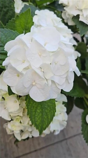 White Hydrangea Hortensia Blanca🤍Sister Theresa