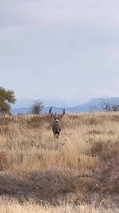 643K views · 18K reactions | You’ll get a better sense of just how big this buck was and how many non-typical points he has when we post pics. For now, just enjoy the view! | Good Bull Outdoors | Facebook