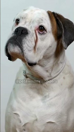 Boxer Training for 30 Days vs OLD Routine Which is BETTER?