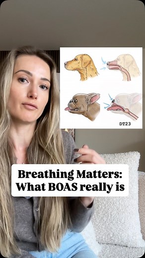 39 reactions · 3 comments | ✨ Ever wondered why some French Bulldogs...